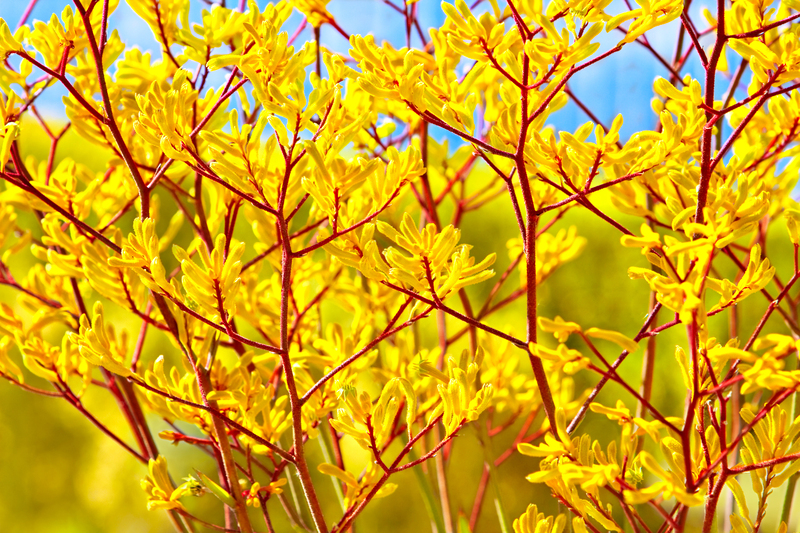 garden maintenance garden care