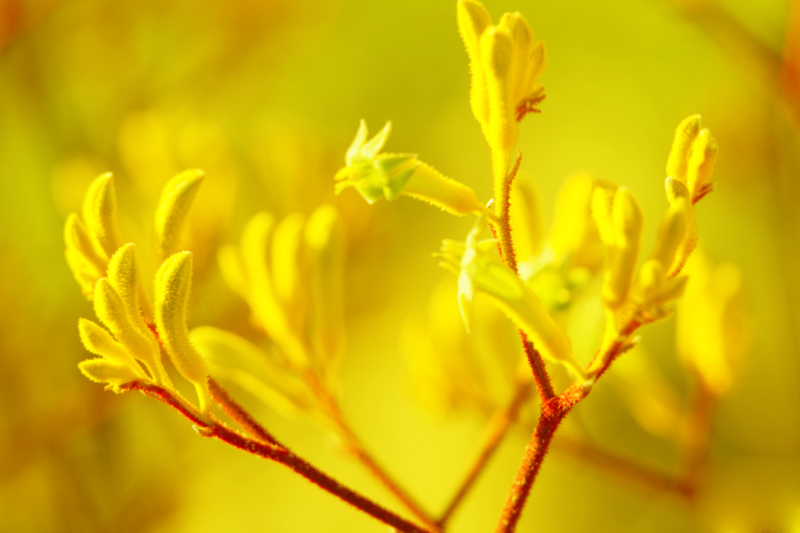 garden maintenance garden design