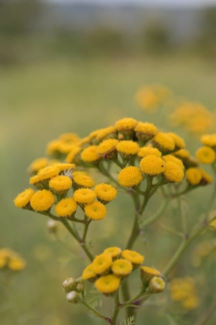 Close-up of a cluster of bright yellow tansy flowers with small, rounded blooms atop slender green stems, set against a blurred background of lush green grass and other foliage. The flowers display a textured surface, with some buds still closed, indicating early stages of bloom. The garden scene suggests a well-maintained outdoor space, possibly part of a landscaped border or garden bed, emphasizing natural plant growth and subtle landscaping elements. The lighting appears natural, highlighting the vibrant color and detailed surface of the flowers, while the surrounding environment hints at ongoing garden maintenance. This image exemplifies typical plant life that Gardeners Hammersmith might encounter while performing garden maintenance or landscaping work around W6 areas.