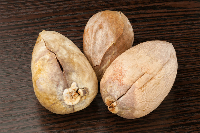 garden outdoor space